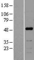 NFIB Protein (Over-Expression Lysate Myc-DDK (Flag))