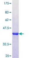 Human APOL6 / Apolipoprotein L 6 (Recombinant GST, N-terminus)