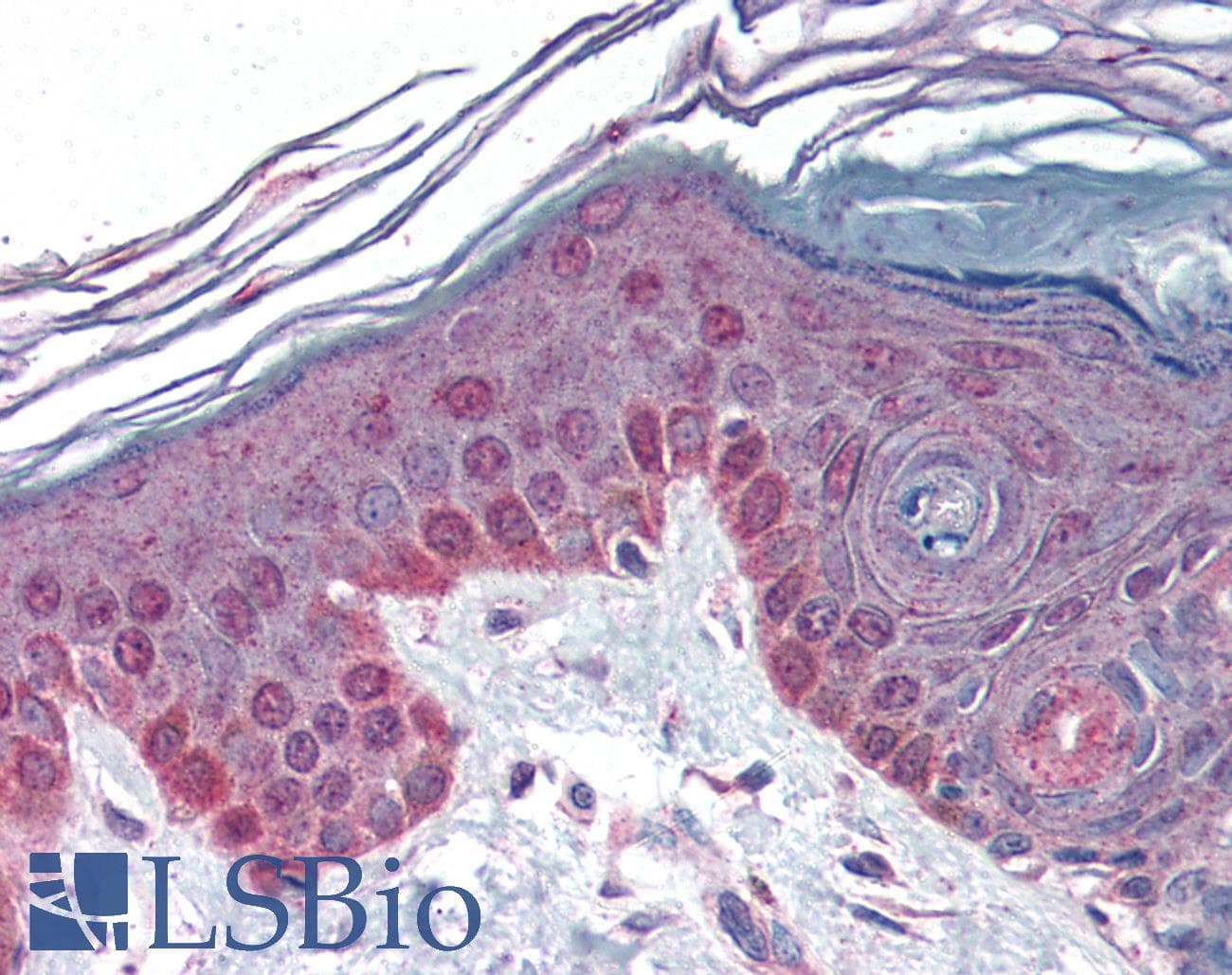 IHC-plus™ CCNT1 / Cyclin T1 Antibody (Internal)