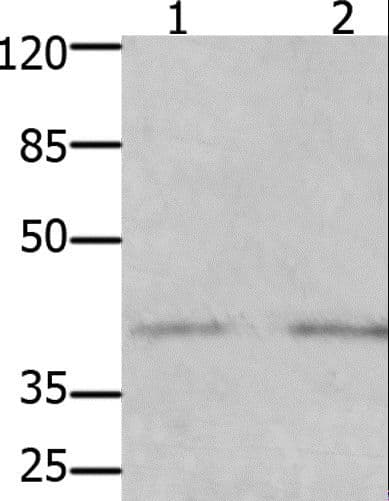 GFRA3 Antibody