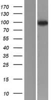 NVL Protein (Over-Expression Lysate Myc-DDK (Flag))