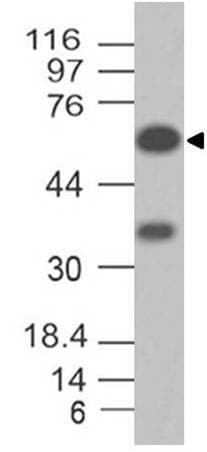 VISA / MAVS Antibody