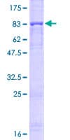 Human PRF1 / Perforin Protein (Recombinant GST)