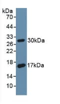 CD55 Antibody (aa254-372)