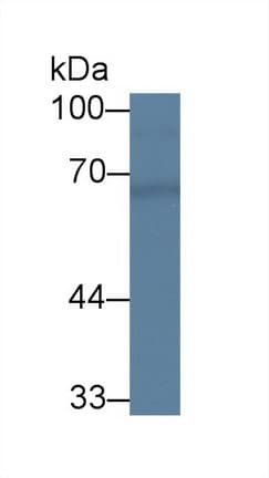 CHN2 / Chimerin 2 Antibody (aa101-280, PE)
