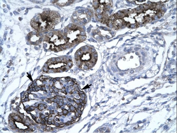 GABPA / NRF2 Antibody (aa359-408)