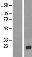 KRTAP13-4 Protein (Over-Expression Lysate Myc-DDK (Flag))