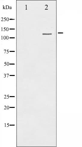HDAC4 Antibody