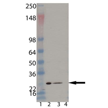 Monoclonal Mouse anti-Human PSMB6 Antibody (clone MCP421, IHC, WB)