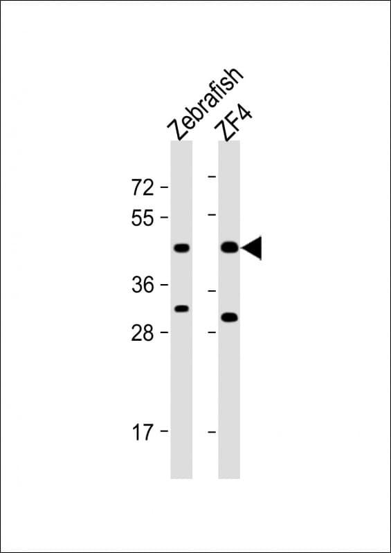PDHA1 / PDH E1 Alpha Antibody (Internal)