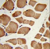 NRP1 / Neuropilin 1 Antibody (aa722-750)