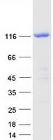 Human E4 / UBE4A Protein (Recombinant Myc-DDK (Flag))