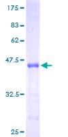 Human CR6 / GADD45G Protein (Recombinant GST)