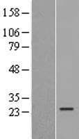 ISOC2 Protein (Over-Expression Lysate Myc-DDK (Flag))