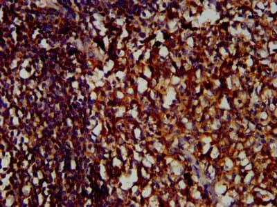 ILT2 / CD85 Antibody