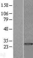 PRTFDC1 / HHGP Protein (Over-Expression Lysate Myc-DDK (Flag))