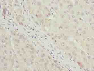 C7orf34 Antibody
