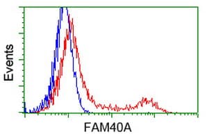 FAM40A Antibody (clone OTI7G7)