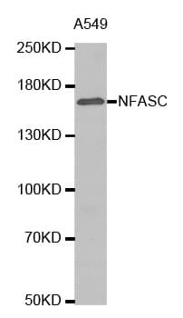 IHC-plus™ Polyclonal Rabbit anti-Human Neurofascin / NF Antibody (IHC, WB)