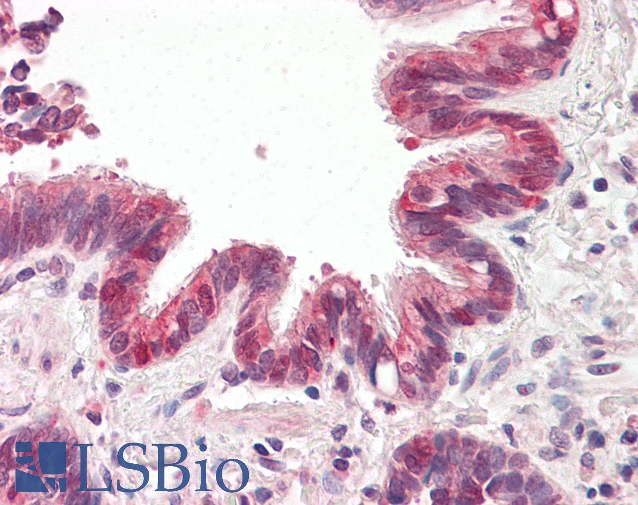 IHC-plus™ BRUCE / BIRC6 Antibody (aa4845-4857)