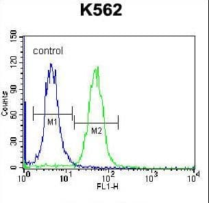 CACNG4 Antibody (aa147-175)