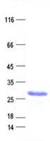 Human C8orf37 Protein (Recombinant His, N-Terminal)