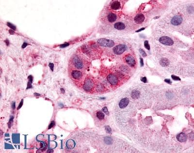 IHC-plus™ Polyclonal Rabbit anti-Human V1RL1 / VN1R1 Antibody (Cytoplasmic Domain, IHC)