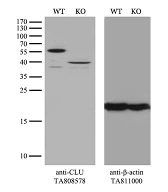 CLU / Clusterin Antibody (aa23-227, clone OTI2A7)