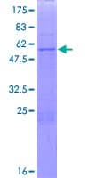 Human PHYHD1 Protein (Recombinant GST)