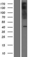 PAQR9 Protein (Over-Expression Lysate Myc-DDK (Flag))