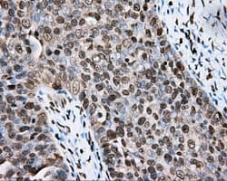 CYP1A2 Antibody (clone OTI15E2)