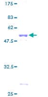 Human PPP1R1A / IPP1 Protein (Recombinant GST)
