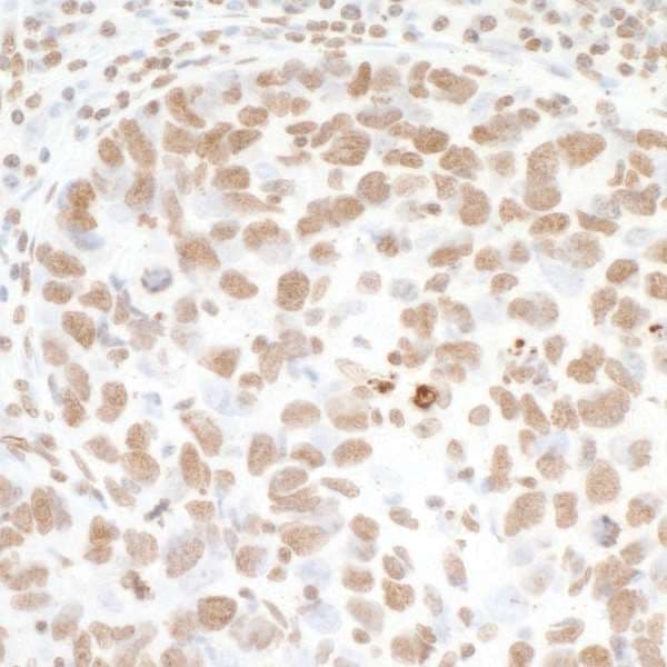 HIST1H3A Antibody (aa100-C-term)