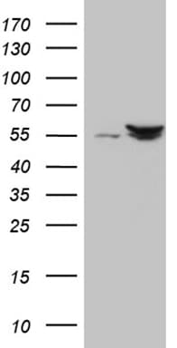 SHMT / SHMT2 Antibody (clone OTI1E12)