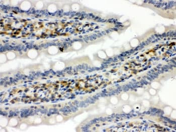 Polyclonal Rabbit anti-Human STAT1 Antibody (IHC, WB)