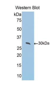 PRDX4 / Peroxiredoxin 4 Antibody (aa14-258)