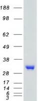 Human TNFSF11 / RANKL / TRANCE Protein (Recombinant Myc-DDK (Flag))
