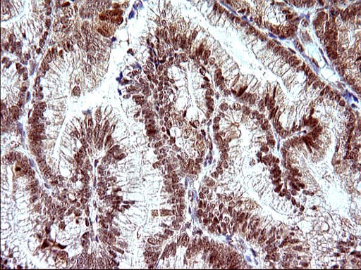 NDN / Necdin Antibody (clone OTI5D1)
