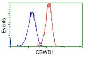 CBWD1 Antibody (clone OTI4E8)