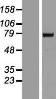 RBM39 Protein (Over-Expression Lysate Myc-DDK (Flag))
