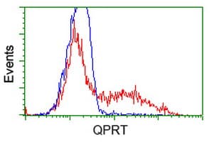 QPRT Antibody (clone OTI7A8)