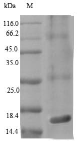 Salmonella typhimurium prgJ Protein (Recombinant 10His, N-terminus + Myc, C-terminus)