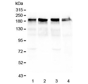 Polyclonal Rabbit anti-Human Laminin Antibody (IHC, WB)