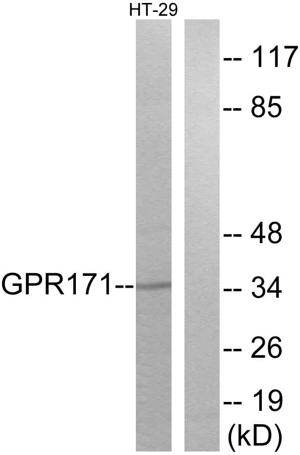 GPR171 Antibody (aa181-230)
