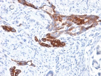MUC6 / MUC-6 Antibody (clone MUC6/1553R, Azide-free, Carrier-free)