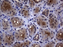 PSMA6 Antibody (clone OTI1C4, Carrier-free)