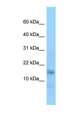 NAP1L5 Antibody (aa31-80)