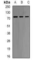 UGT1A9 Antibody