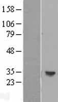 HLA-DOB Protein (Over-Expression Lysate Myc-DDK (Flag))