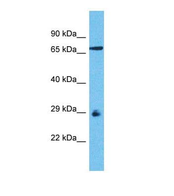 OR8D1 Antibody (C-Terminus)